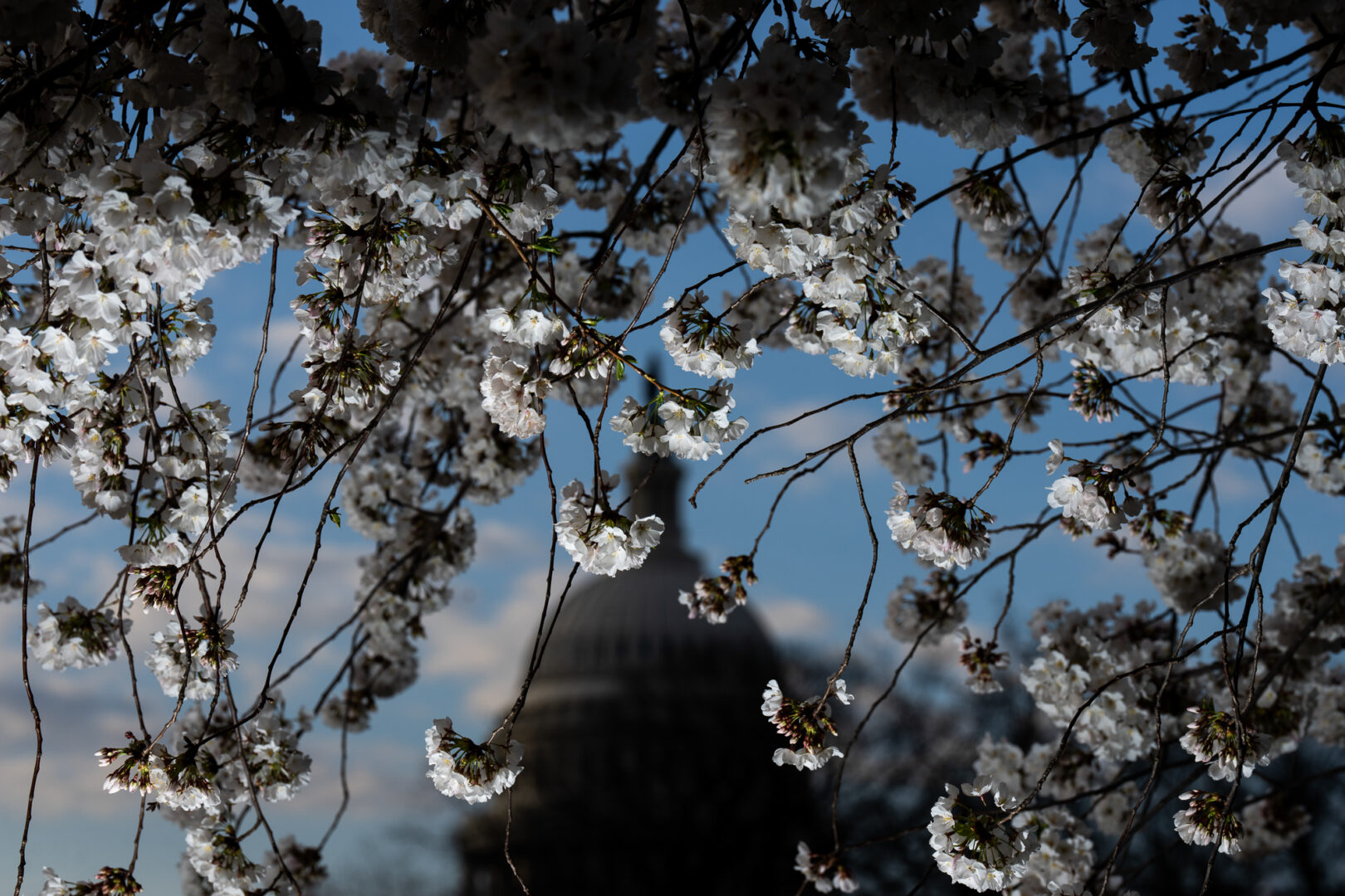 Peak bloom cherry blossoms frame the Capitol dome on Wednesday, the first full day of spring.