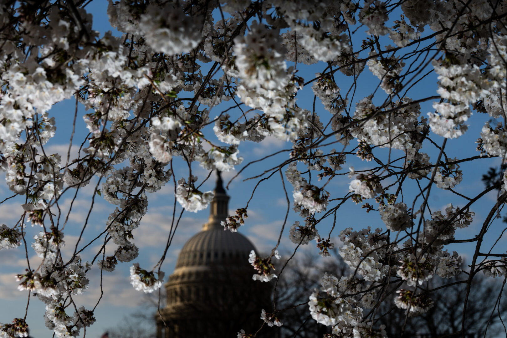 Peak bloom cherry blossoms frame the U.S. Capitol dome on the first full day of spring Wednesday morning. 