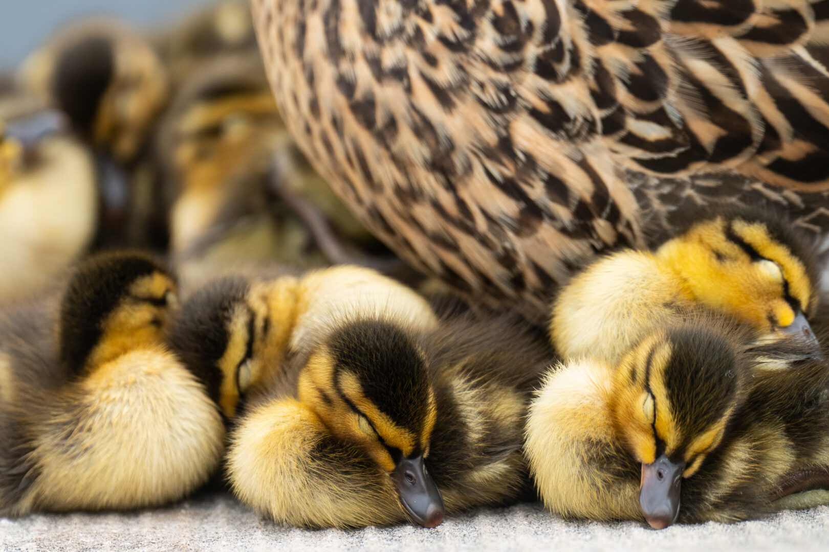 Ducklings nap near their mother on the edge of the Capitol Reflecting Pool on Monday.