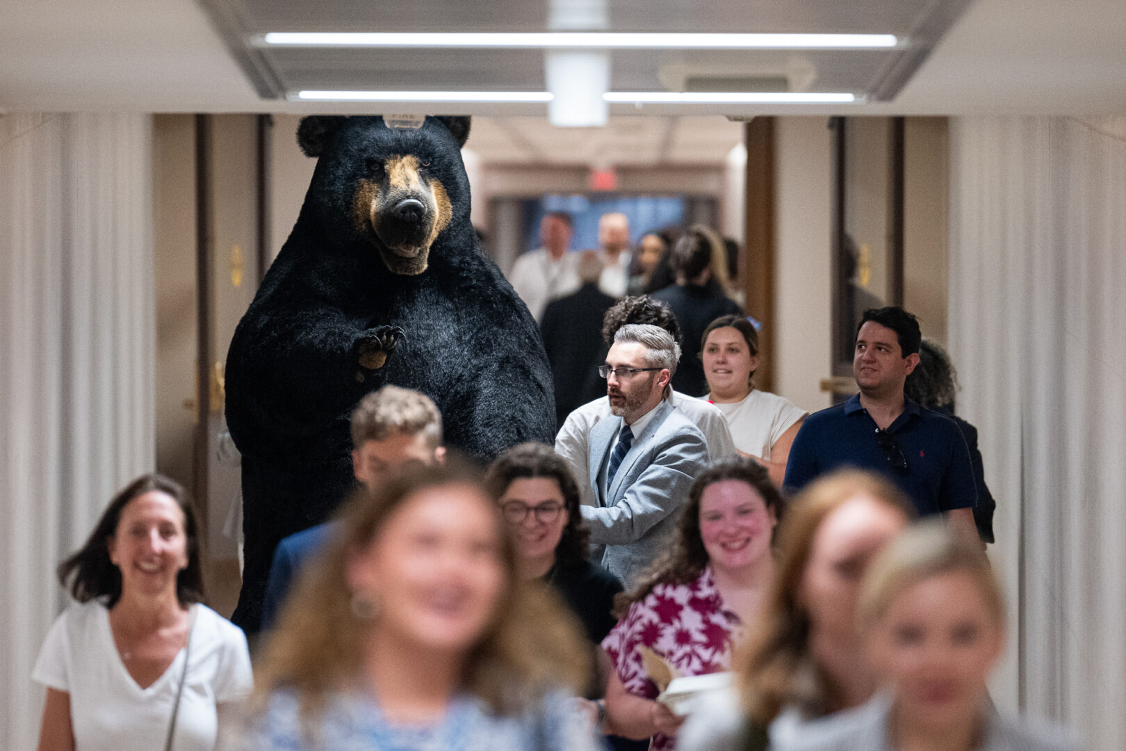 Staffers roll Kodak the Bear from the office of Sen. Jeanne Shaheen, D-N.H., through the basement in the Dirksen Senate Office Building to the Russell Senate Office Building on Wednesday. Marty the Moose and Kodak the Bear made their annual migration to the Capitol from their home at White Mountain Attractions in North Woodstock, N.H., to participate in the Experience New Hampshire reception in the Kennedy Caucus Room on Wednesday evening.